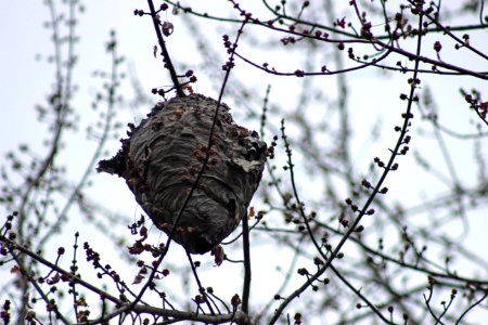Wasp Nest photo