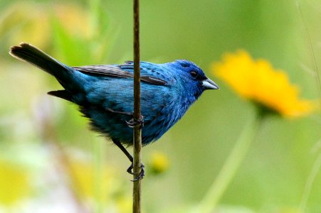 Indigo bunting photo