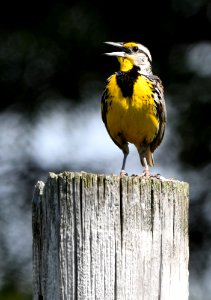 Eastern meadowlark photo