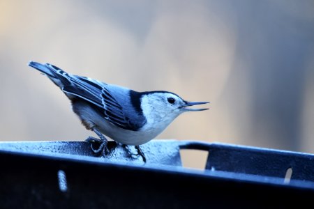 White-breasted nuthatch visiting a feeder photo