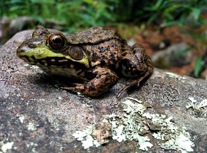 Green Frog photo