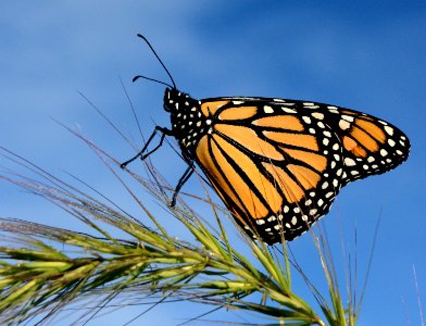 Monarch on foxtail photo