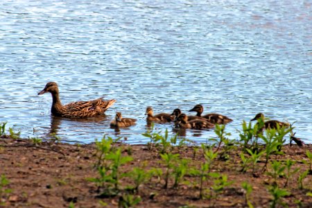 Young Mallards With Mom photo