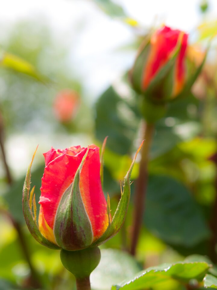 Orange four seasons rose japan