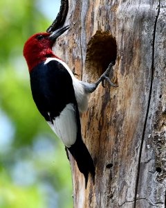 Red-headed woodpecker photo