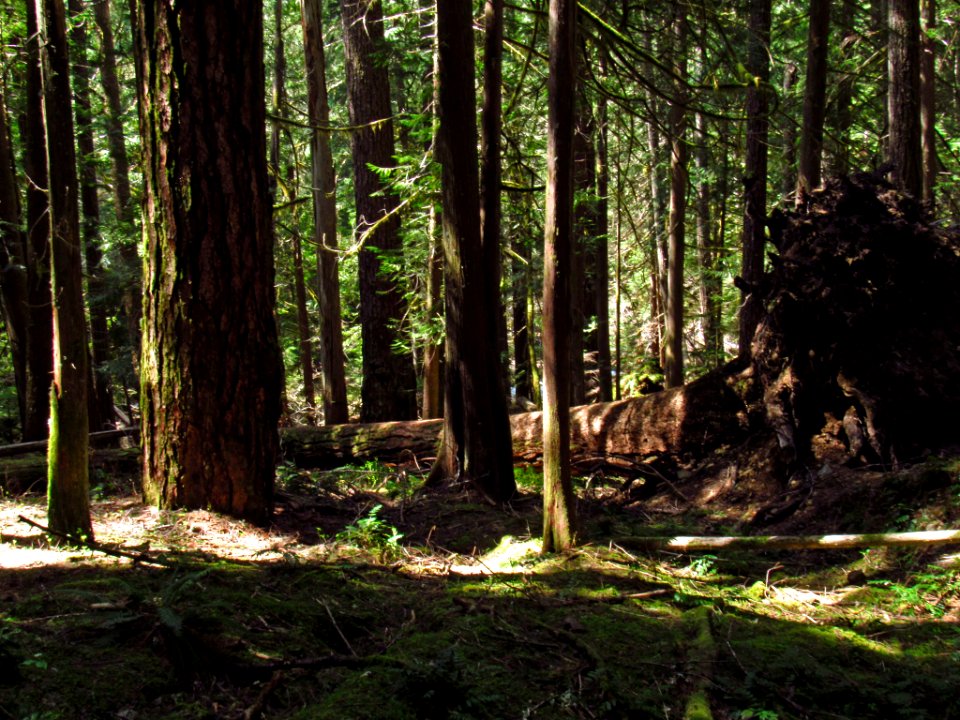 Falls Creek Falls Trail in WA