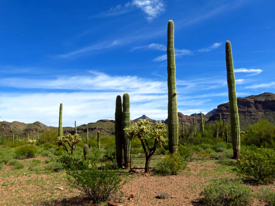Organ Pipe Cactus NM in AZ