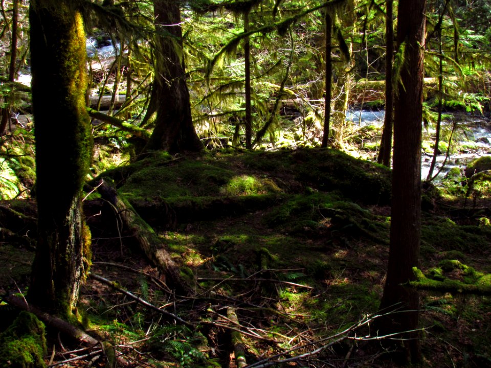 Falls Creek Falls Trail in WA