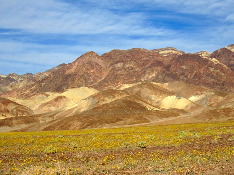 Wildflower Super Bloom at Death Valley NP in CA