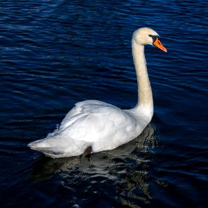swan swimming photo