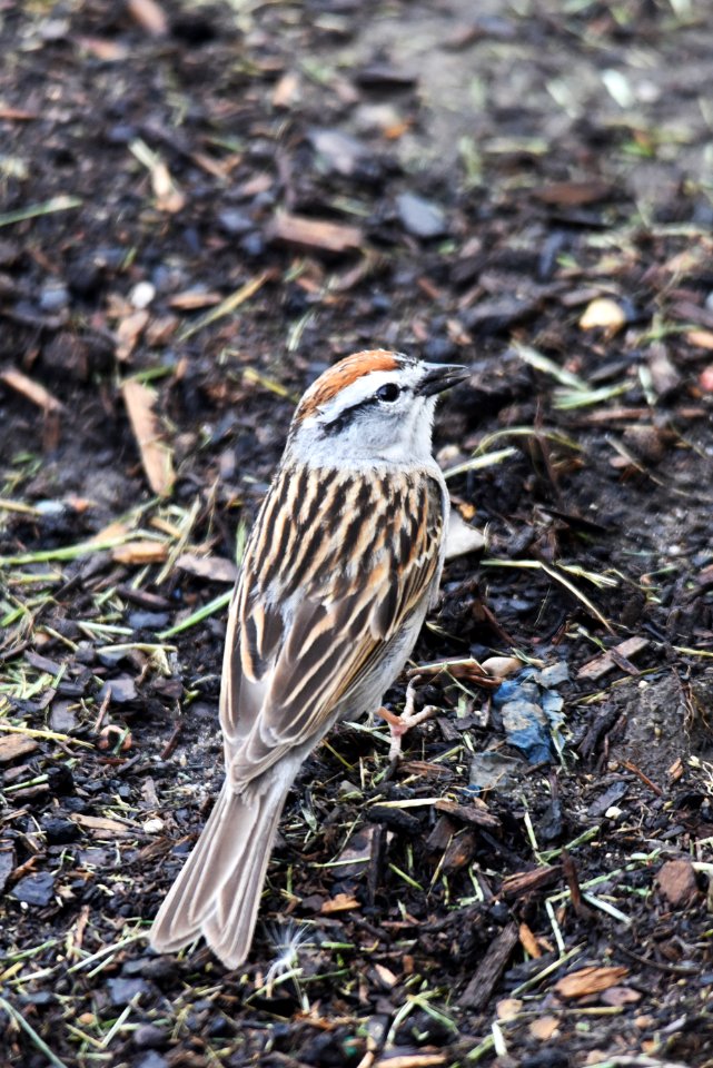 Chipping sparrow photo