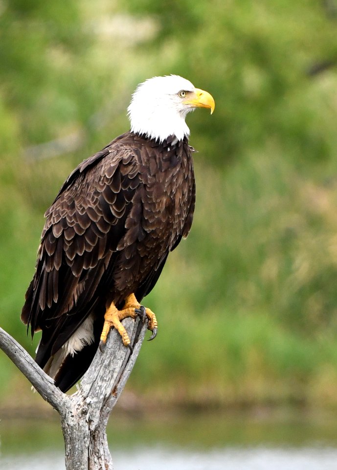 American Bald Eagle in East Lansing Michigan
