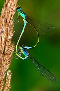 Insect macro common emerald
