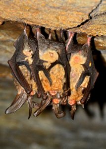 Ozark Big-eared Bat Cluster