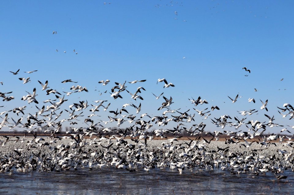 Snow geese taking flight