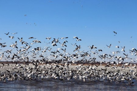 Snow geese taking flight photo