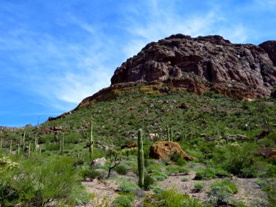 Organ Pipe Cactus NM in AZ
