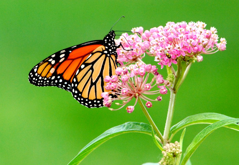 Monarch Butterfly on Swamp Milkweed photo