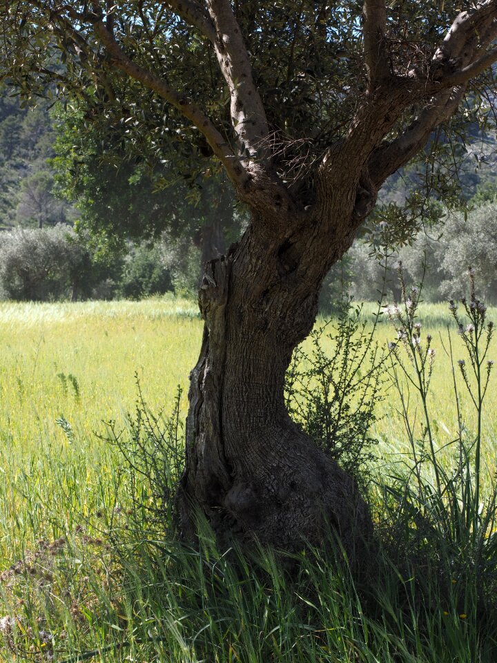 Olive tree olive plantation plantation