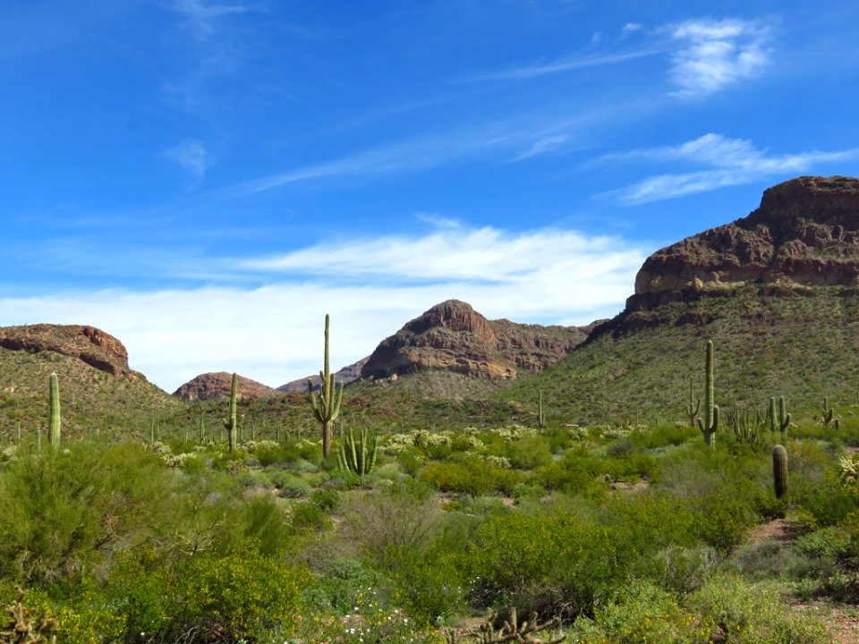 Organ Pipe Cactus NM in AZ