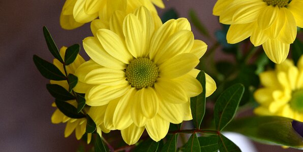 Yellow flower blossom bloom