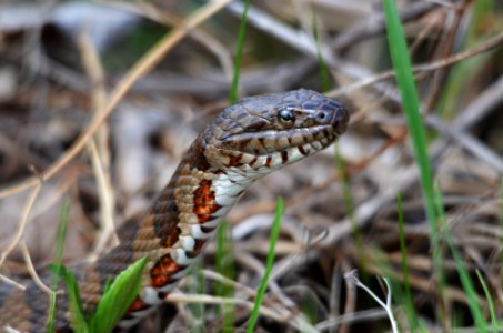 Northern water snake