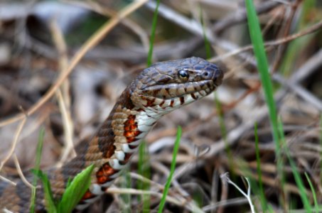 Northern water snake photo