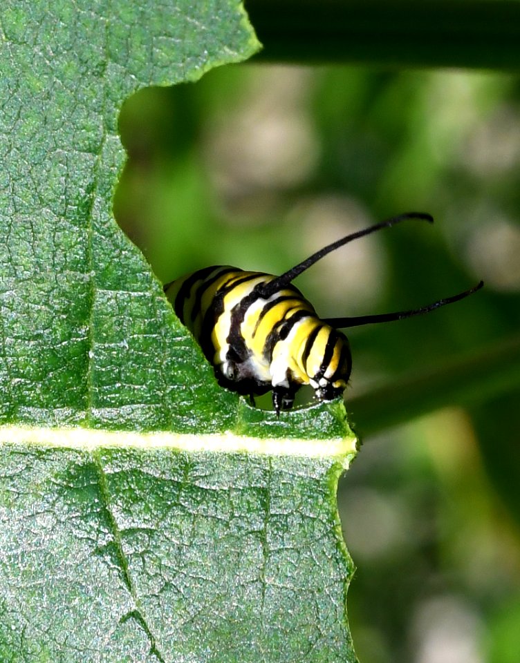 Monarch caterpillar on common milkweed