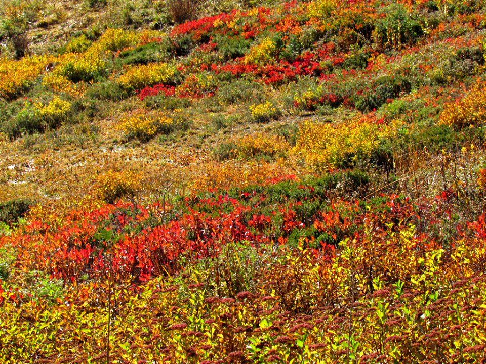 Autumn at Skyline Trail at Mt. Rainier NP in WA