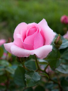Plant pink four seasons rose