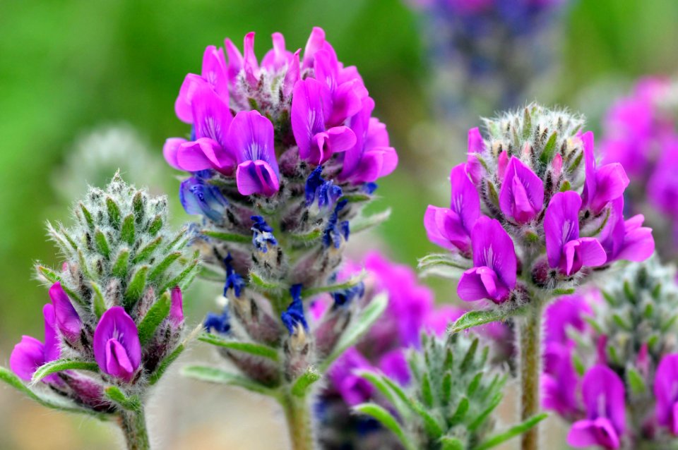 Fassett's locoweed