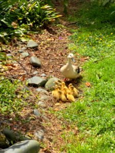 A doz ducklings!