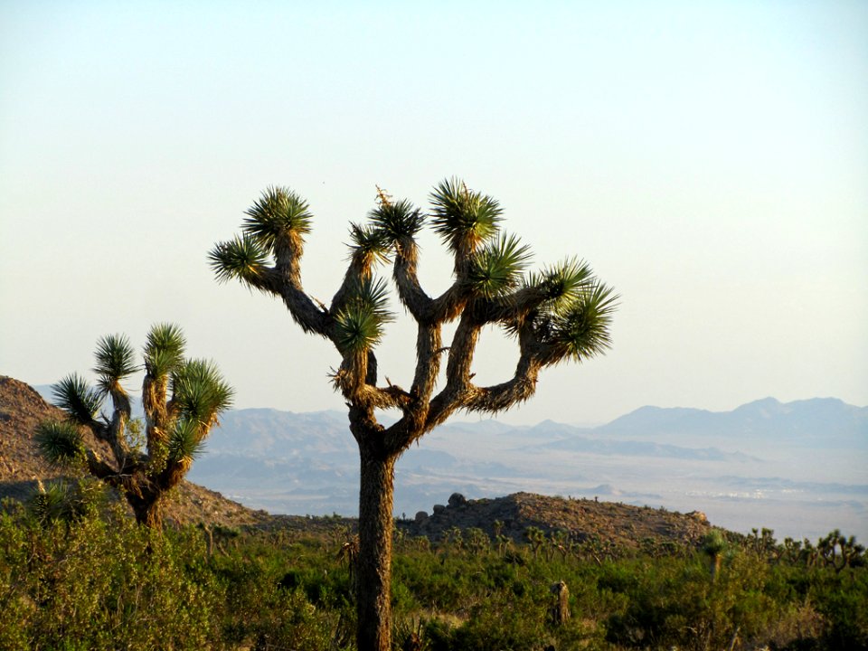 Joshua Tree NP in CA