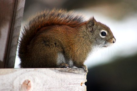 Red Squirrel in Minnesota photo