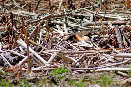 Killdeer Broken Wing Display