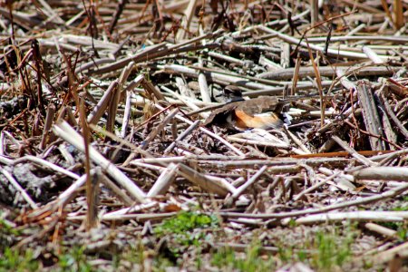 Killdeer Broken Wing Display photo