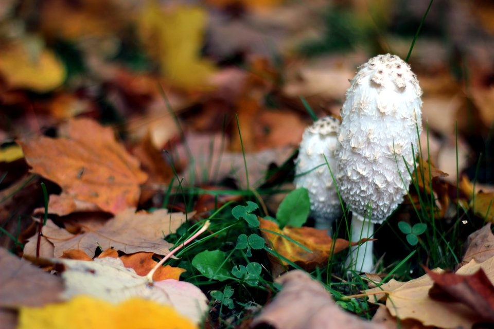Shaggy Mane Mushroom