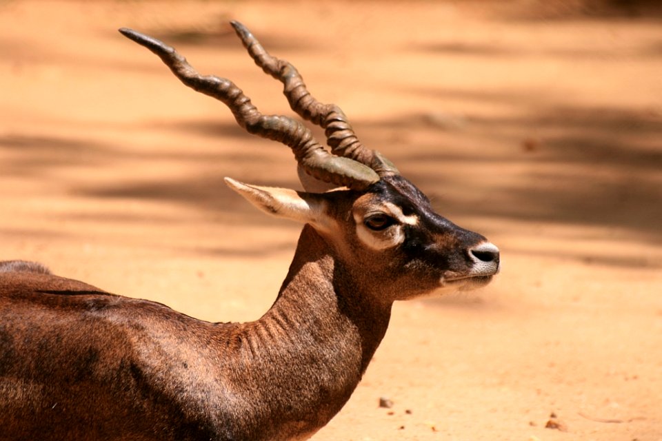 Blackbuck (Antilope cervicapra) at Bannerghatta National Park