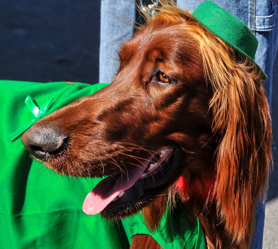 Animals pets saint patrick's day