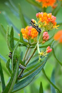 Monarch Caterpillars on Butterfly Milkweed photo