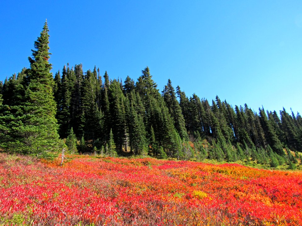 Autumn at Skyline Trail at Mt. Rainier NP in WA