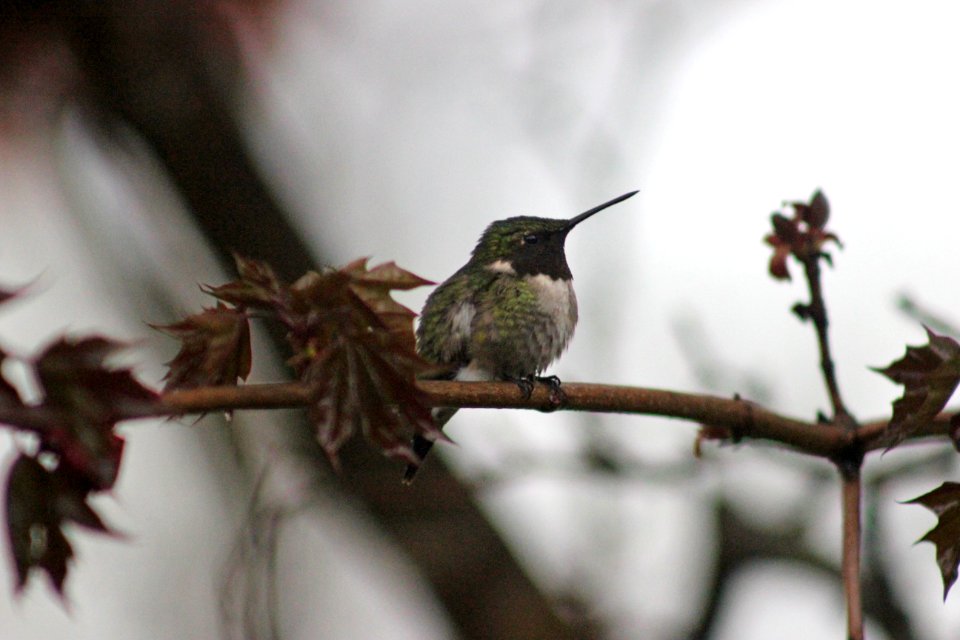 Ruby-throated Hummingbird photo