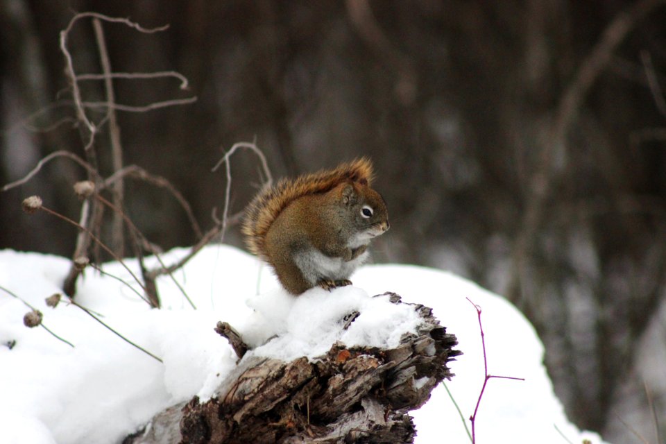 Red Squirrel in Minnesota