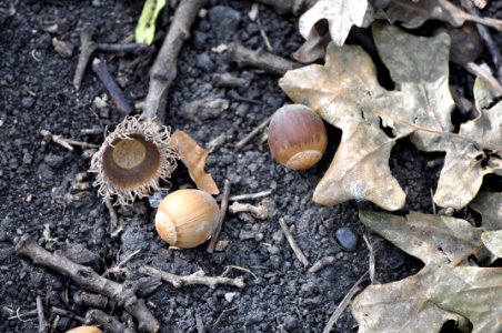 Bur oak acorn photo