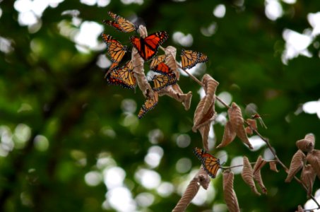 Monarchs roosting on dead elm branch photo