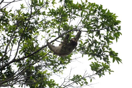Three-toed Sloth