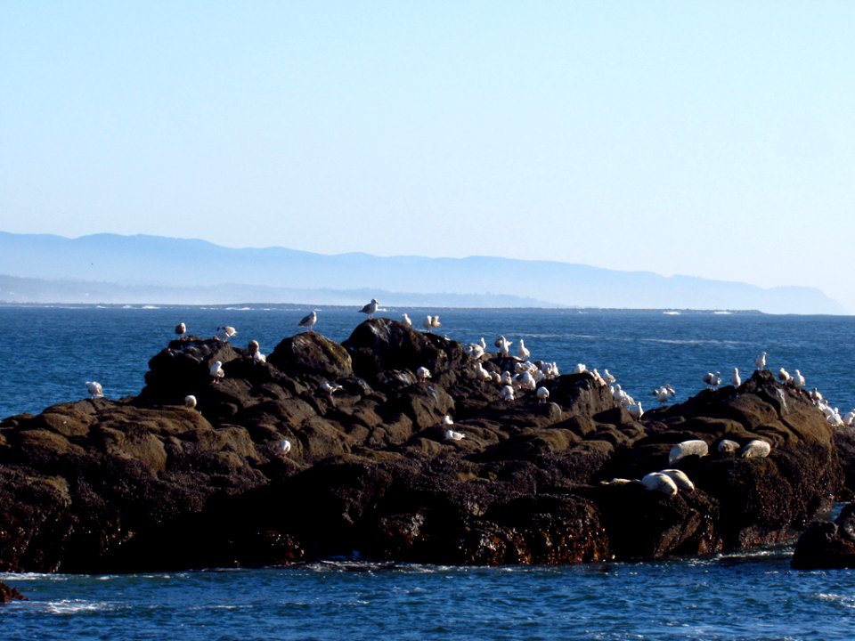 Cobble Beach at Yaquina Head in OR