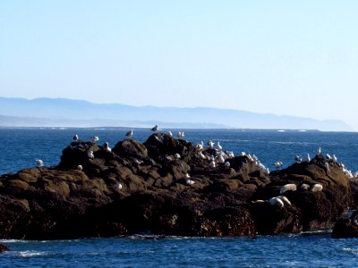 Cobble Beach at Yaquina Head in OR