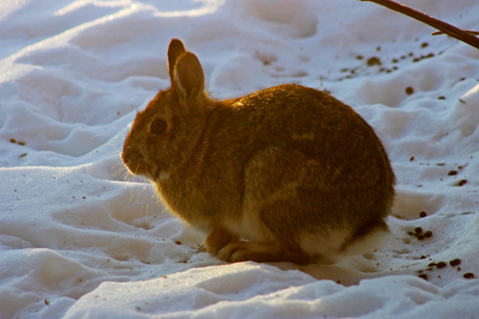 Eastern Cottontail