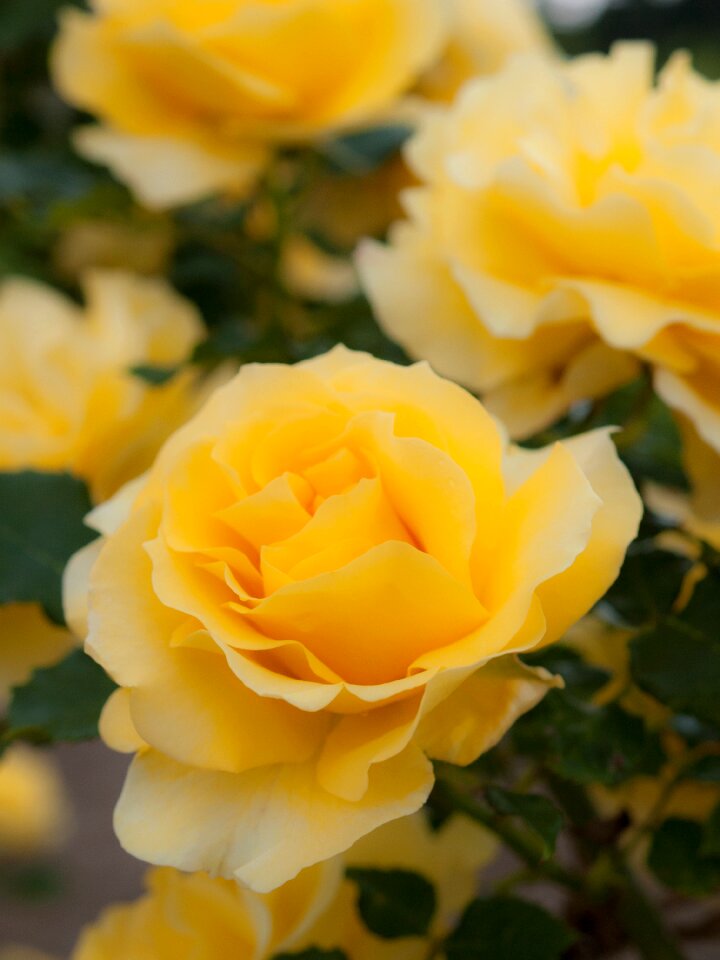 Yellow plant four seasons rose